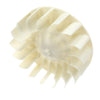 Whirlpool W11573366 Flywheel
